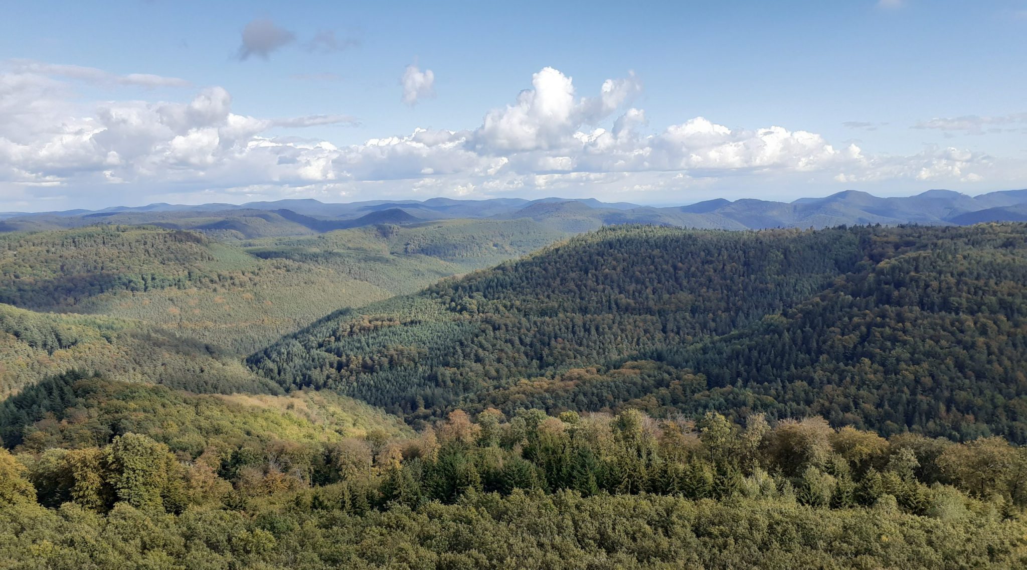 Nach der Wahl in RheinlandPfalz RotGrün plant Windturbinen auch im